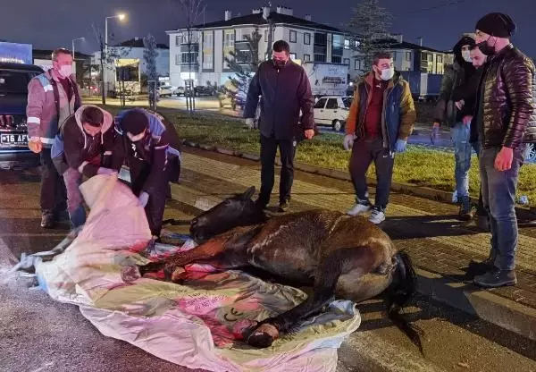 Kamyonet aniden yola çıkan ata çarptı, çevredekiler gözyaşlarını tutamadı Kamyonet aniden yola çıkan ata çarptı, çevredekiler gözyaşlarını tutamadı