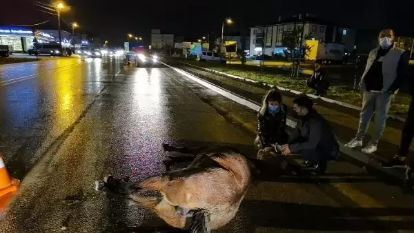 Kamyonet aniden yola çıkan ata çarptı, çevredekiler gözyaşlarını tutamadı Kamyonet aniden yola çıkan ata çarptı, çevredekiler gözyaşlarını tutamadı