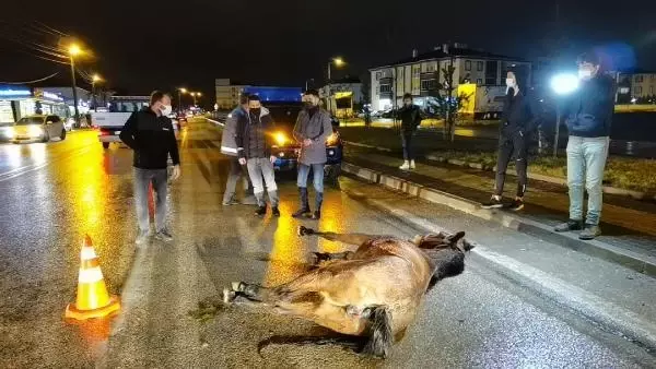 Kamyonet aniden yola çıkan ata çarptı, çevredekiler gözyaşlarını tutamadı Kamyonet aniden yola çıkan ata çarptı, çevredekiler gözyaşlarını tutamadı