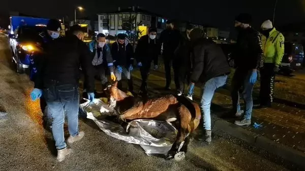 Kamyonet aniden yola çıkan ata çarptı, çevredekiler gözyaşlarını tutamadı Kamyonet aniden yola çıkan ata çarptı, çevredekiler gözyaşlarını tutamadı