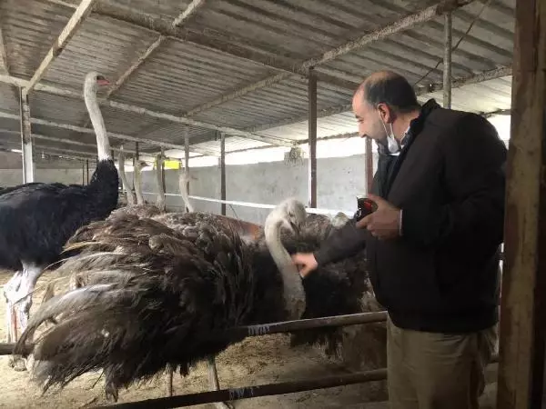 Sakarya'ya deve kuşu çiftliği kuran Lübnan asıllı profesör, İsrail'e kafa tutuyor Sakarya'ya deve kuşu çiftliği kuran Lübnan asıllı profesör, İsrail'e kafa tutuyor