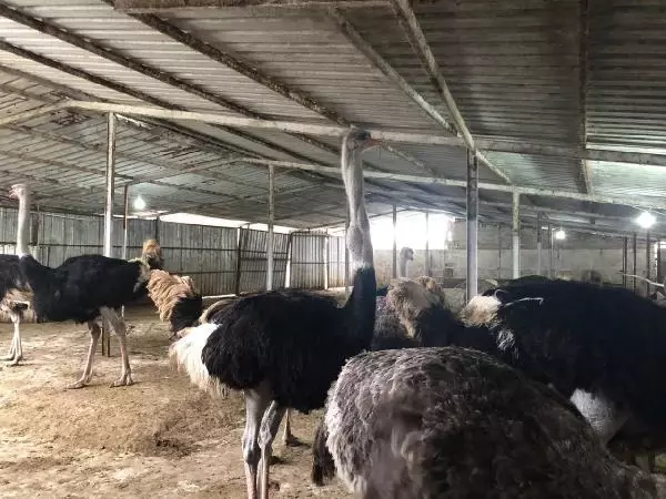 Sakarya'ya deve kuşu çiftliği kuran Lübnan asıllı profesör, İsrail'e kafa tutuyor Sakarya'ya deve kuşu çiftliği kuran Lübnan asıllı profesör, İsrail'e kafa tutuyor