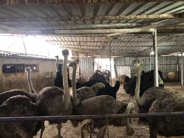 Sakarya'ya deve kuşu çiftliği kuran Lübnan asıllı profesör, İsrail'e kafa tutuyor Sakarya'ya deve kuşu çiftliği kuran Lübnan asıllı profesör, İsrail'e kafa tutuyor