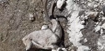 Nesli tehlike altındaki 7 yaban keçisi telef oldu