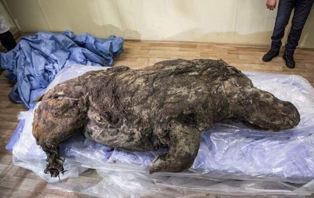 Sibirya'da 40 bin yıldır buzulda korunan gergedan keşfedildi Sibirya'da 40 bin yıldır buzulda korunan gergedan keşfedildi