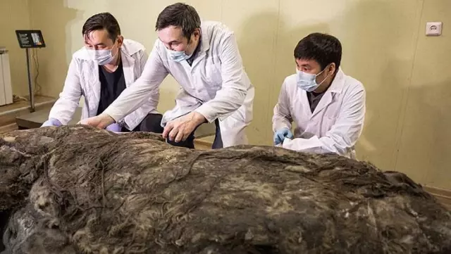 Sibirya'da 40 bin yıldır buzulda korunan gergedan keşfedildi Sibirya'da 40 bin yıldır buzulda korunan gergedan keşfedildi