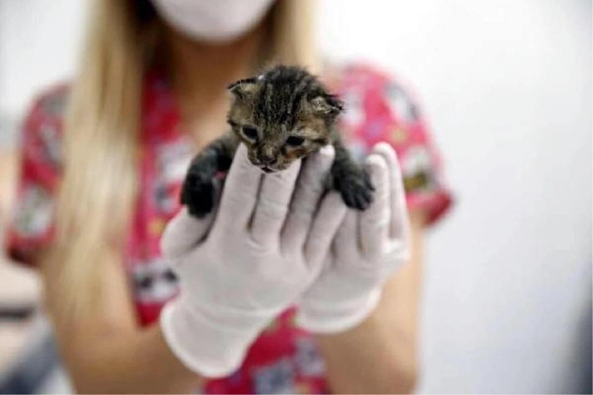 Son dakika haber! Yangından yaralı kurtarılan yavru kedi, �Ateş� adı