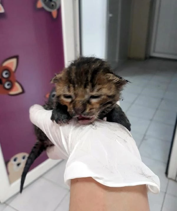 yaralı kedi