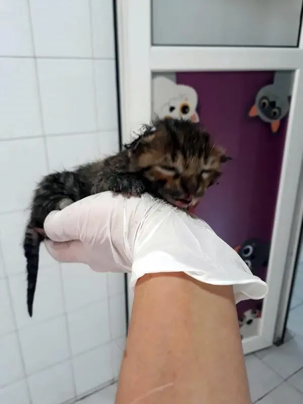 Son dakika haber! Yangından yaralı kurtarılan yavru kedi, 'Ateş' adı verilip, sahiplendirildi Son dakika haber! Yangından yaralı kurtarılan yavru kedi, 'Ateş' adı verilip, sahiplendirildi