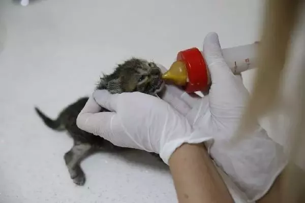 Son dakika haber! Yangından yaralı kurtarılan yavru kedi, 'Ateş' adı verilip, sahiplendirildi Son dakika haber! Yangından yaralı kurtarılan yavru kedi, 'Ateş' adı verilip, sahiplendirildi