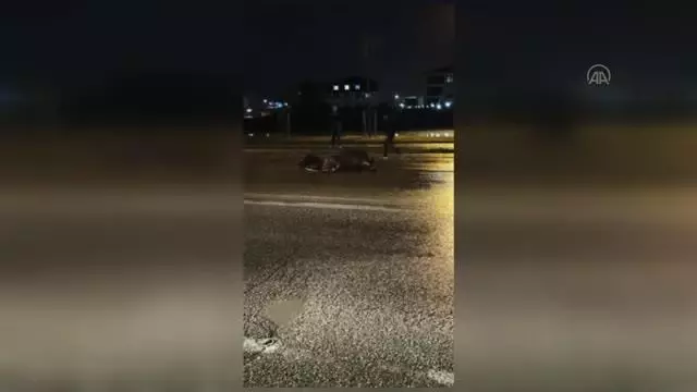 Aniden yola çıkan sahipsiz at kazaya neden oldu Aniden yola çıkan sahipsiz at kazaya neden oldu