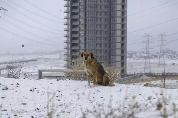 Ankara'da kar yağışı Ankara'da kar yağışı