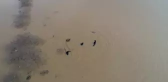 Çanakkale'de baraj suyunda kaybolan 2 kişiyi arama çalışmaları yeniden başladı (3)
