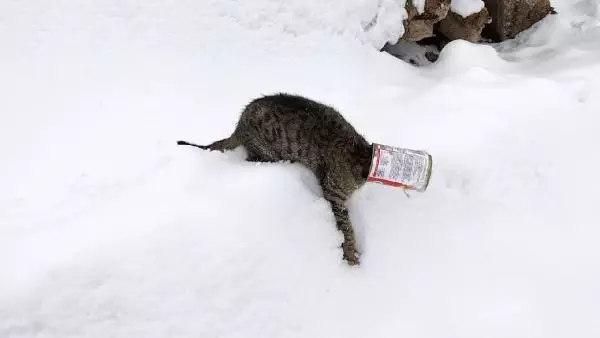 Kafası teneke kutusuna sıkışan kediyi okul müdürü kurtardı Kafası teneke kutusuna sıkışan kediyi okul müdürü kurtardı