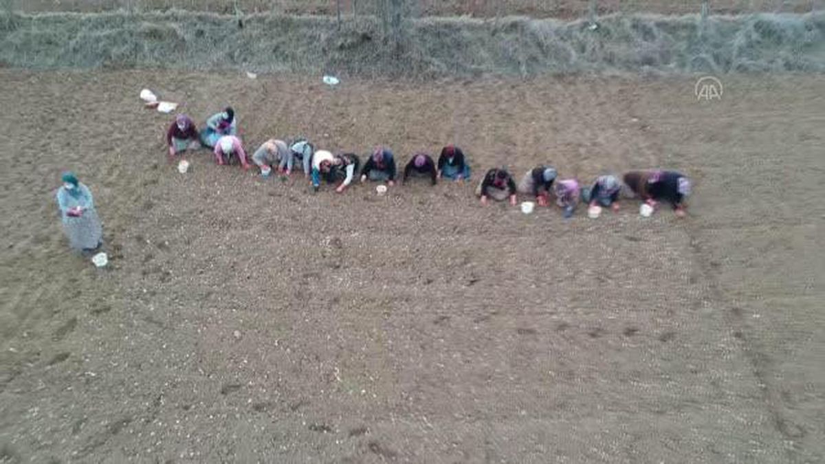 KASTAMONU - 'Beyaz altın'da ekim dönemi başladı