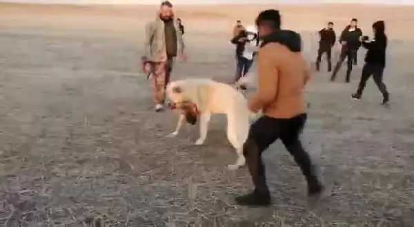 Köpek dövüştürüp, görüntülerini paylaşan 5 kişiye 26 bin lira ceza Köpek dövüştürüp, görüntülerini paylaşan 5 kişiye 26 bin lira ceza