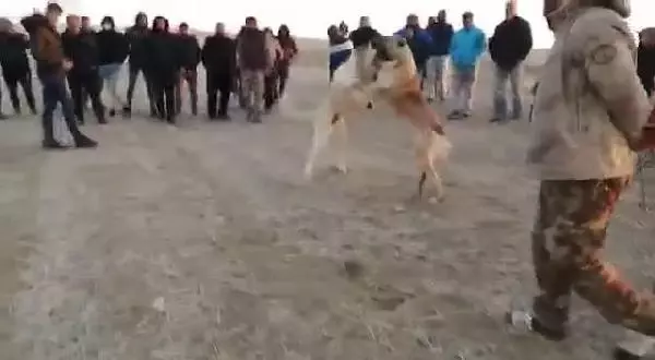 Köpek dövüştürüp, görüntülerini paylaşan 5 kişiye 26 bin lira ceza Köpek dövüştürüp, görüntülerini paylaşan 5 kişiye 26 bin lira ceza