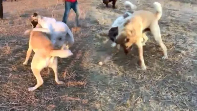 Köpekleri 'Dövüş' adı altında birbirine parçalattılar! O anlar saniye saniye kamerada Köpekleri 'Dövüş' adı altında birbirine parçalattılar! O anlar saniye saniye kamerada