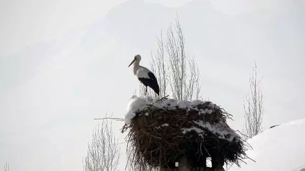 Köyden 6 yıldır göç edemeyip, cami bacasına yuvalayan leyleğe 'Hacı' adını verdiler Köyden 6 yıldır göç edemeyip, cami bacasına yuvalayan leyleğe 'Hacı' adını verdiler