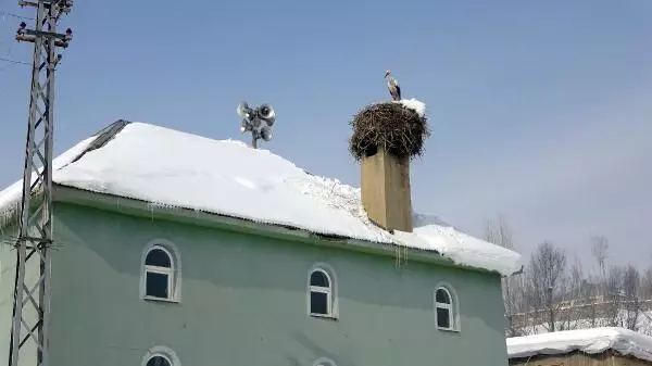 Köyden 6 yıldır göç edemeyip, cami bacasına yuvalayan leyleğe 'Hacı' adını verdiler Köyden 6 yıldır göç edemeyip, cami bacasına yuvalayan leyleğe 'Hacı' adını verdiler