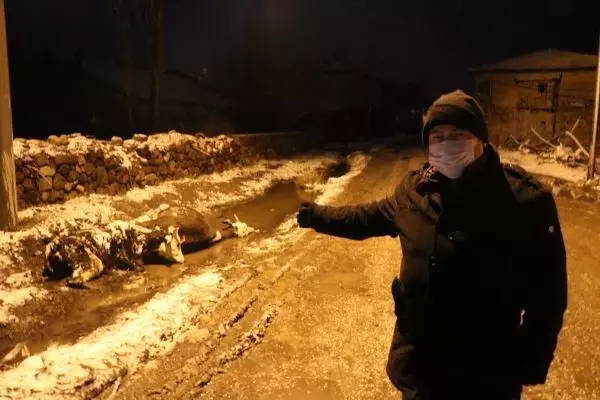 Sandıklı'da akıma kapılan biri gebe 2 inek telef oldu Sandıklı'da akıma kapılan biri gebe 2 inek telef oldu