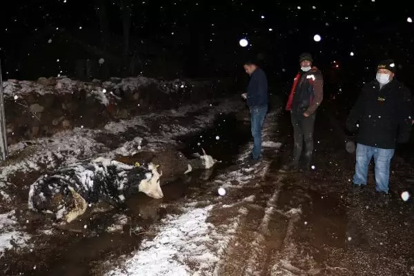 Sandıklı'da akıma kapılan biri gebe 2 inek telef oldu Sandıklı'da akıma kapılan biri gebe 2 inek telef oldu