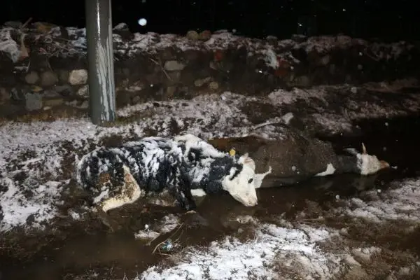 Sandıklı'da akıma kapılan biri gebe 2 inek telef oldu Sandıklı'da akıma kapılan biri gebe 2 inek telef oldu