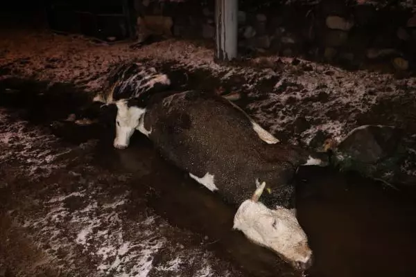 Sandıklı'da akıma kapılan biri gebe 2 inek telef oldu Sandıklı'da akıma kapılan biri gebe 2 inek telef oldu