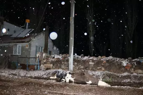 Sandıklı'da akıma kapılan biri gebe 2 inek telef oldu Sandıklı'da akıma kapılan biri gebe 2 inek telef oldu