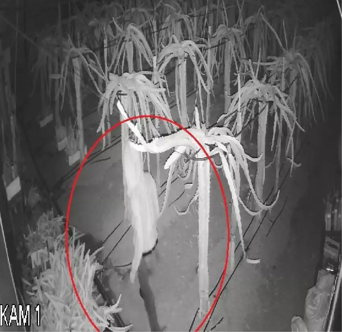 Serasından soba kablosu çalınan üretici: Tedarik edemezsem 150 bin liralık mahsul zarar görecek