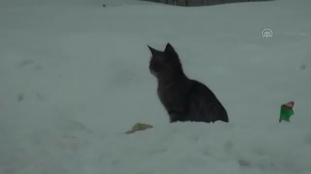 Tatvan'da kafası konserve kutusuna sıkışan kediyi okul müdürü kurtardı Tatvan'da kafası konserve kutusuna sıkışan kediyi okul müdürü kurtardı