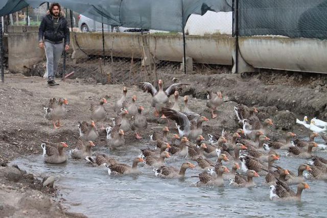 Üniversite öğrencisi pandemiyi fırsata çevirdi, kaz çiftliği kurdu