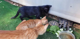 Kaplumbağa ve kedilerin dostluğu içleri ısıttı