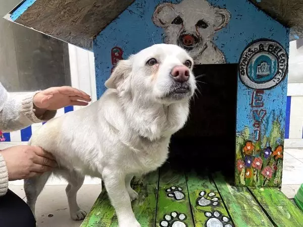 Vefalı köpek 'Boncuk'a rengarenk kulübe Vefalı köpek 'Boncuk'a rengarenk kulübe