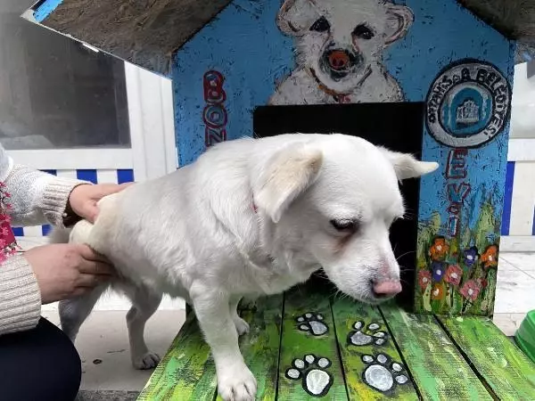 Vefalı köpek 'Boncuk'a rengarenk kulübe Vefalı köpek 'Boncuk'a rengarenk kulübe