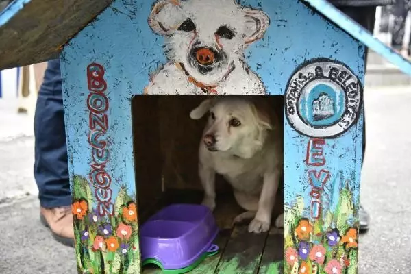 Vefalı köpek 'Boncuk'a rengarenk kulübe Vefalı köpek 'Boncuk'a rengarenk kulübe