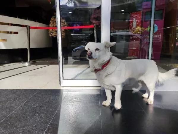 Vefalı köpek 'Boncuk'a rengarenk kulübe Vefalı köpek 'Boncuk'a rengarenk kulübe
