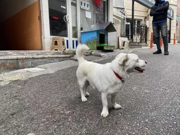 Vefalı köpek 'Boncuk'a rengarenk kulübe Vefalı köpek 'Boncuk'a rengarenk kulübe