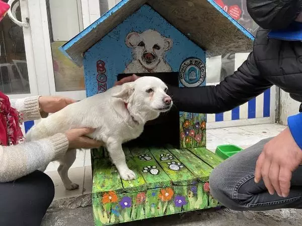 Vefalı köpek 'Boncuk'a rengarenk kulübe Vefalı köpek 'Boncuk'a rengarenk kulübe