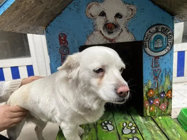 Vefalı köpek 'Boncuk'a rengarenk kulübe Vefalı köpek 'Boncuk'a rengarenk kulübe