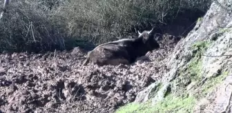 Son dakika haberleri: Beykoz'da çamura saplanan ineği itfaiye ekipleri kurtardı