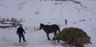 Hayvanları için karlı tepelerden kızaklarla ot taşıyorlar