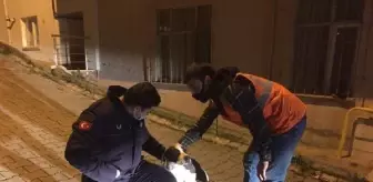 Sokakta bulunan köpeği, belediye başkanı sahiplendi