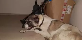 İznik'te kulakları kesilen köpek, zincirden kurtulup ilk sahibine gitti