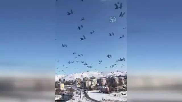 KAHRAMANMARAŞ - Elbistan'da aç karga sürüsü kent merkezine indi KAHRAMANMARAŞ - Elbistan'da aç karga sürüsü kent merkezine indi