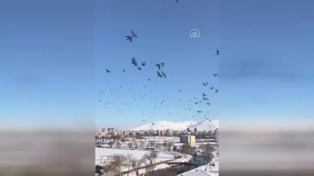 KAHRAMANMARAŞ - Elbistan'da aç karga sürüsü kent merkezine indi