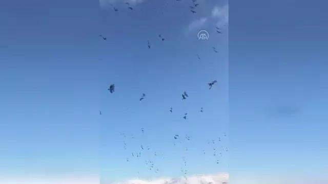 KAHRAMANMARAŞ - Elbistan'da aç karga sürüsü kent merkezine indi