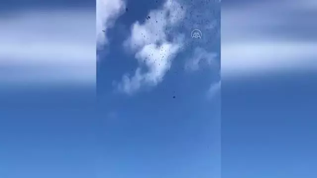 KAHRAMANMARAŞ - Elbistan'da aç karga sürüsü kent merkezine indi