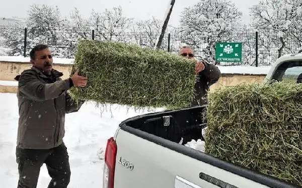 Kısıtlamada domuz avı dronla tespit edilen 3 kişiye 9 bin TL ceza