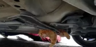 Son dakika haberleri! Otomobilin altına sıkışan kediyi itfaiye kurtardı